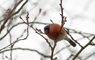 Hier zie je het typerend gedrag van de goudvink. De knoppen uit de bomen eten. Als de blaadjes gevallen zijn komen de goudvinken er vaak binnen de kortste tijd erop af. Je ziet dan alweer de nieuwe knoppen.