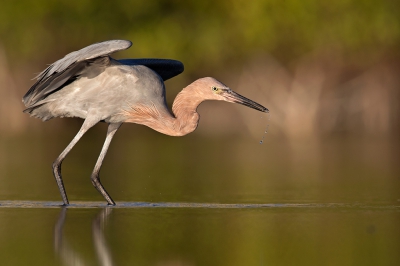 <i class='fa fa-user'></i>&nbsp;Bouke Atema&nbsp;|   Roodhalsreiger&nbsp; <i class='fa fa-eye'>&nbsp;352</i> &nbsp;<i class='fa fa-thumbs-up'>&nbsp;3</i> &nbsp; <i class='fa fa-comment-o'>&nbsp;12</i>