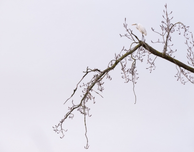 <i class='fa fa-user'></i>&nbsp;LeerdammerKees&nbsp;|   Grote Zilverreiger&nbsp; <i class='fa fa-eye'>&nbsp;605</i> &nbsp;<i class='fa fa-thumbs-up'>&nbsp;12</i> &nbsp; <i class='fa fa-comment-o'>&nbsp;17</i>