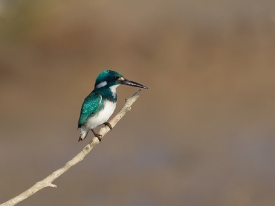 <i class='fa fa-user'></i>&nbsp;Paul van Giersbergen&nbsp;|   Turkooisijsvogel&nbsp; <i class='fa fa-eye'>&nbsp;437</i> &nbsp;<i class='fa fa-thumbs-up'>&nbsp;5</i> &nbsp; <i class='fa fa-comment-o'>&nbsp;9</i>