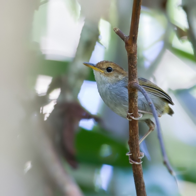 <i class='fa fa-user'></i>&nbsp;Paul van Giersbergen&nbsp;|   Roodkaptesia&nbsp; <i class='fa fa-eye'>&nbsp;238</i> &nbsp; <i class='fa fa-comment-o'>&nbsp;2</i>