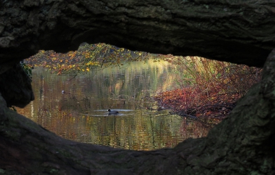 <i class='fa fa-user'></i>&nbsp;sieb&nbsp;|   Meerkoet&nbsp; <i class='fa fa-eye'>&nbsp;599</i> &nbsp;<i class='fa fa-thumbs-up'>&nbsp;5</i> &nbsp; <i class='fa fa-comment-o'>&nbsp;16</i>