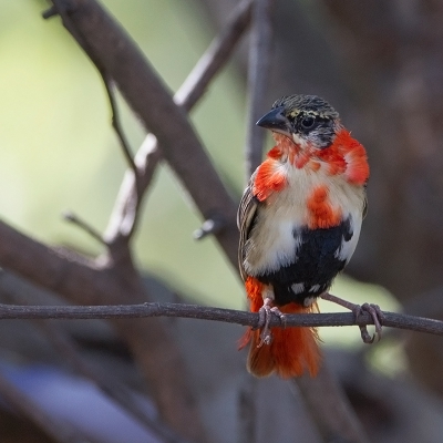 <i class='fa fa-user'></i>&nbsp;charlysax&nbsp;|   Oranje Wever&nbsp; <i class='fa fa-eye'>&nbsp;452</i> &nbsp;<i class='fa fa-thumbs-up'>&nbsp;2</i> &nbsp; <i class='fa fa-comment-o'>&nbsp;4</i>