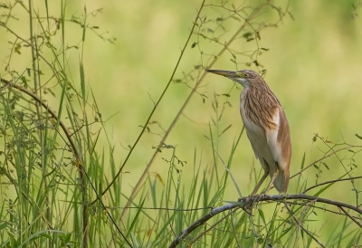 <i class='fa fa-user'></i>&nbsp;charlysax&nbsp;|   Ralreiger&nbsp; <i class='fa fa-eye'>&nbsp;555</i> &nbsp;<i class='fa fa-thumbs-up'>&nbsp;16</i> &nbsp; <i class='fa fa-comment-o'>&nbsp;14</i>