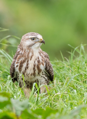 Volop buizerds in de polder, maar deze had het mooiste kleed