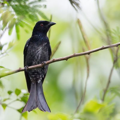 <i class='fa fa-user'></i>&nbsp;Paul van Giersbergen&nbsp;|   Wallace' Drongo&nbsp; <i class='fa fa-eye'>&nbsp;227</i> &nbsp; <i class='fa fa-comment-o'>&nbsp;5</i>