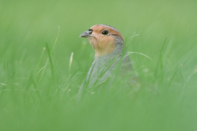 <i class='fa fa-user'></i>&nbsp;Mies&nbsp;|   Patrijs&nbsp; <i class='fa fa-eye'>&nbsp;563</i> &nbsp;<i class='fa fa-thumbs-up'>&nbsp;6</i> &nbsp; <i class='fa fa-comment-o'>&nbsp;12</i>