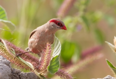 <i class='fa fa-user'></i>&nbsp;charlysax&nbsp;|   Napoleonnetje&nbsp; <i class='fa fa-eye'>&nbsp;312</i> &nbsp;<i class='fa fa-thumbs-up'>&nbsp;1</i> &nbsp; <i class='fa fa-comment-o'>&nbsp;2</i>