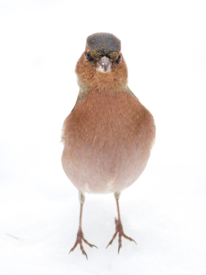 <i class='fa fa-user'></i>&nbsp;Gert-Jan Cromwijk&nbsp;|   Vink&nbsp; <i class='fa fa-eye'>&nbsp;425</i> &nbsp; <i class='fa fa-comment-o'>&nbsp;7</i>