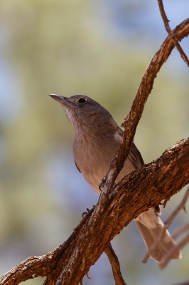 <i class='fa fa-user'></i>&nbsp;Kees de Jager&nbsp;|   Grijze Lijsterdikkop&nbsp; <i class='fa fa-eye'>&nbsp;161</i> &nbsp; <i class='fa fa-comment-o'>&nbsp;1</i>