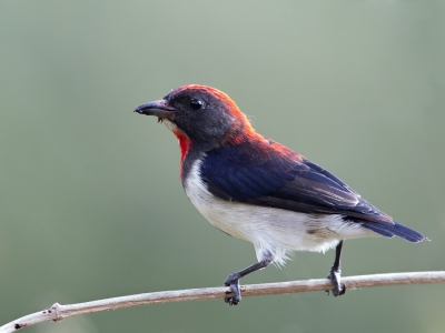 <i class='fa fa-user'></i>&nbsp;Paul van Giersbergen&nbsp;|   Roodkeelhoningvogel&nbsp; <i class='fa fa-eye'>&nbsp;259</i> &nbsp; <i class='fa fa-comment-o'>&nbsp;3</i>