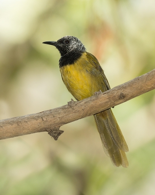 <i class='fa fa-user'></i>&nbsp;pabos&nbsp;|   Wielewaalzanger&nbsp; <i class='fa fa-eye'>&nbsp;294</i> &nbsp;<i class='fa fa-thumbs-up'>&nbsp;3</i> &nbsp; <i class='fa fa-comment-o'>&nbsp;5</i>