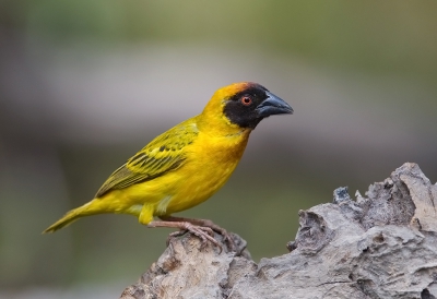 <i class='fa fa-user'></i>&nbsp;charlysax&nbsp;|   Dottergele Wever&nbsp; <i class='fa fa-eye'>&nbsp;355</i> &nbsp;<i class='fa fa-thumbs-up'>&nbsp;3</i> &nbsp; <i class='fa fa-comment-o'>&nbsp;6</i>