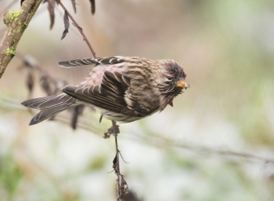 Eindelijk kon ik gisteren een grote bramsijs fotograferen. De omstandigheden waren niet best maar toch ben ik tevreden met de foto.