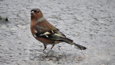 vink in de sneeuw.
ik had wat vogelvoer op het dak gegooid net voor de sneeuwbui vanmorgen.
deze vink was er rap bij om wat te eten