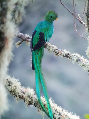 <i class='fa fa-user'></i>&nbsp;guido mwm&nbsp;|   Quetzal&nbsp; <i class='fa fa-eye'>&nbsp;741</i> &nbsp;<i class='fa fa-thumbs-up'>&nbsp;14</i> &nbsp; <i class='fa fa-comment-o'>&nbsp;35</i>