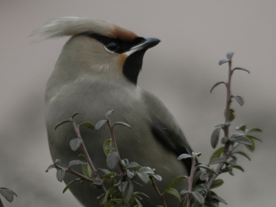 Mijn tweede foto op birdpix, mijn eerste pestvogel. Ben er zelf erg blij mee. Donker weer. Sigma 82-400mm F/4.5-5.6: 400mm: 1/160 - F/6.3; -0.3 LW; ISO 400 vanuit de auto met rijstzak.