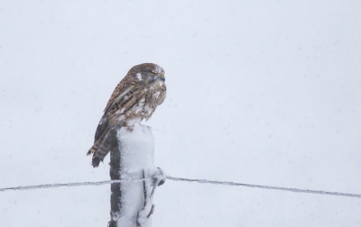 <i class='fa fa-user'></i>&nbsp;ep&nbsp;|   Torenvalk&nbsp; <i class='fa fa-eye'>&nbsp;403</i> &nbsp;<i class='fa fa-thumbs-up'>&nbsp;1</i> &nbsp; <i class='fa fa-comment-o'>&nbsp;13</i>