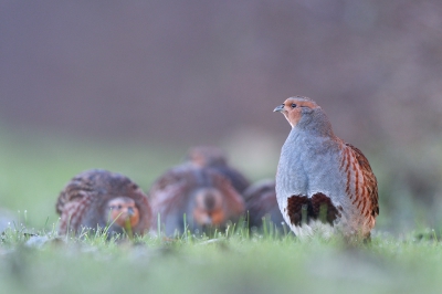 <i class='fa fa-user'></i>&nbsp;Mies&nbsp;|   Patrijs&nbsp; <i class='fa fa-eye'>&nbsp;806</i> &nbsp;<i class='fa fa-thumbs-up'>&nbsp;21</i> &nbsp; <i class='fa fa-comment-o'>&nbsp;20</i>