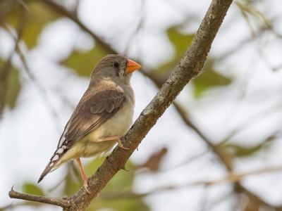 <i class='fa fa-user'></i>&nbsp;Paul van Giersbergen&nbsp;|   Zebravink&nbsp; <i class='fa fa-eye'>&nbsp;298</i> &nbsp; <i class='fa fa-comment-o'>&nbsp;1</i>