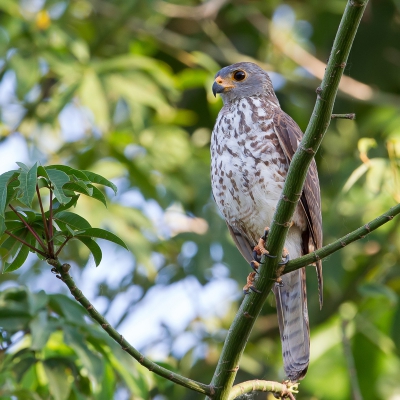 <i class='fa fa-user'></i>&nbsp;Paul van Giersbergen&nbsp;|   Grijs-rode Havik&nbsp; <i class='fa fa-eye'>&nbsp;359</i> &nbsp;<i class='fa fa-thumbs-up'>&nbsp;2</i> &nbsp; <i class='fa fa-comment-o'>&nbsp;6</i>