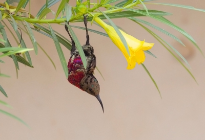 <i class='fa fa-user'></i>&nbsp;charlysax&nbsp;|   Roodborsthoningzuiger&nbsp; <i class='fa fa-eye'>&nbsp;398</i> &nbsp; <i class='fa fa-comment-o'>&nbsp;5</i>