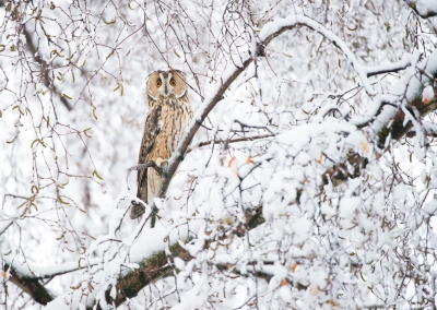 <i class='fa fa-user'></i>&nbsp;LeerdammerKees&nbsp;|   Ransuil&nbsp; <i class='fa fa-eye'>&nbsp;1023</i> &nbsp;<i class='fa fa-thumbs-up'>&nbsp;29</i> &nbsp; <i class='fa fa-comment-o'>&nbsp;33</i>