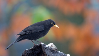 <i class='fa fa-user'></i>&nbsp;Gert-Jan Cromwijk&nbsp;|   Merel&nbsp; <i class='fa fa-eye'>&nbsp;329</i> &nbsp; <i class='fa fa-comment-o'>&nbsp;9</i>