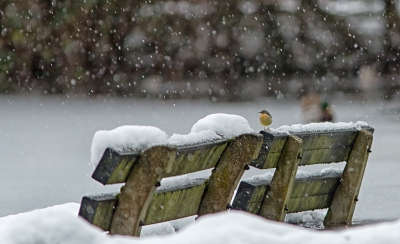 Al enige tijd hipt er in de buurt een grote gele kwikstaart rond. Mooi om te zien. Gelukkig werkte de sneeuw mee om er wat bijzonders van te maken. De vogel zit te wachten wanneer het ijs op de ijsbaan goed is. Voorlopig niet dus.  Het is sneeuwijs geworden. De kwik kan er wel over lopen heb ik geconstateerd. Net als de eenden op de achtergrond.