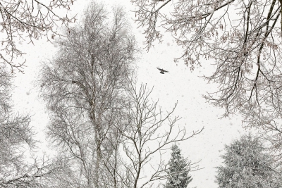 <i class='fa fa-user'></i>&nbsp;Hans van Mullekom&nbsp;|   Houtduif&nbsp; <i class='fa fa-eye'>&nbsp;560</i> &nbsp;<i class='fa fa-thumbs-up'>&nbsp;6</i> &nbsp; <i class='fa fa-comment-o'>&nbsp;11</i>