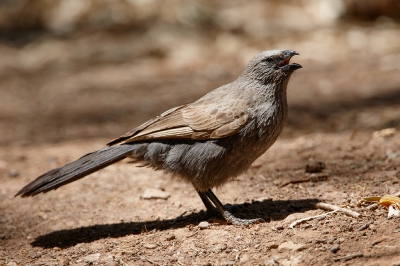 <i class='fa fa-user'></i>&nbsp;Kees de Jager&nbsp;|   Apostelvogel&nbsp; <i class='fa fa-eye'>&nbsp;256</i> &nbsp; <i class='fa fa-comment-o'>&nbsp;6</i>