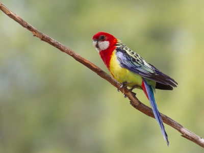 <i class='fa fa-user'></i>&nbsp;Paul van Giersbergen&nbsp;|   Prachtrosella&nbsp; <i class='fa fa-eye'>&nbsp;340</i> &nbsp; <i class='fa fa-comment-o'>&nbsp;5</i>