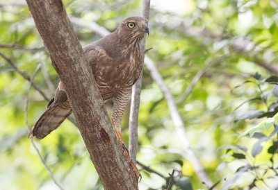 <i class='fa fa-user'></i>&nbsp;charlysax&nbsp;|   Donkere Zanghavik&nbsp; <i class='fa fa-eye'>&nbsp;343</i> &nbsp; <i class='fa fa-comment-o'>&nbsp;2</i>