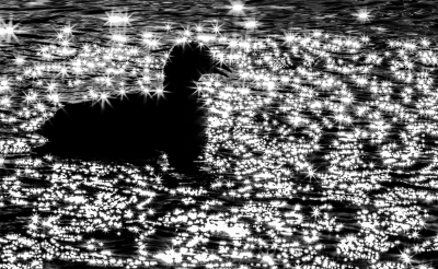 <i class='fa fa-user'></i>&nbsp;Henri Aantjes&nbsp;|   Meerkoet&nbsp; <i class='fa fa-eye'>&nbsp;560</i> &nbsp;<i class='fa fa-thumbs-up'>&nbsp;11</i> &nbsp; <i class='fa fa-comment-o'>&nbsp;23</i>