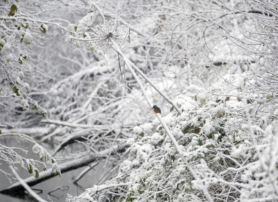 <i class='fa fa-user'></i>&nbsp;ron entius&nbsp;|   IJsvogel&nbsp; <i class='fa fa-eye'>&nbsp;524</i> &nbsp; <i class='fa fa-comment-o'>&nbsp;9</i>