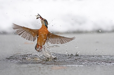 <i class='fa fa-user'></i>&nbsp;michiel schaap&nbsp;|   IJsvogel&nbsp; <i class='fa fa-eye'>&nbsp;902</i> &nbsp;<i class='fa fa-thumbs-up'>&nbsp;28</i> &nbsp; <i class='fa fa-comment-o'>&nbsp;25</i>