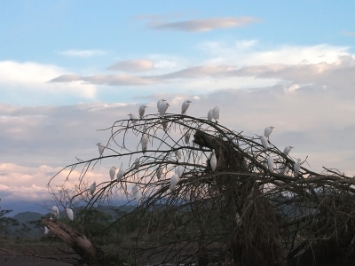 <i class='fa fa-user'></i>&nbsp;guido mwm&nbsp;|   Koereiger&nbsp; <i class='fa fa-eye'>&nbsp;281</i> &nbsp;<i class='fa fa-thumbs-up'>&nbsp;2</i> &nbsp; <i class='fa fa-comment-o'>&nbsp;12</i>