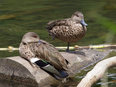 <i class='fa fa-user'></i>&nbsp;Paul van Giersbergen&nbsp;|   Australische Taling&nbsp; <i class='fa fa-eye'>&nbsp;187</i> &nbsp; <i class='fa fa-comment-o'>&nbsp;0</i>