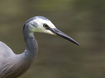 <i class='fa fa-user'></i>&nbsp;Paul van Giersbergen&nbsp;|   Witwangreiger&nbsp; <i class='fa fa-eye'>&nbsp;188</i> &nbsp; <i class='fa fa-comment-o'>&nbsp;2</i>