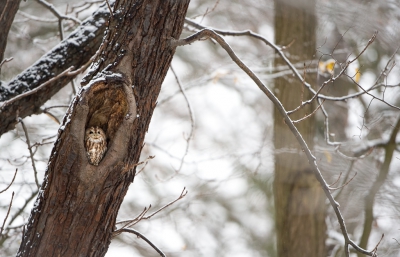 <i class='fa fa-user'></i>&nbsp;Hans Overduin&nbsp;|   Bosuil&nbsp; <i class='fa fa-eye'>&nbsp;567</i> &nbsp;<i class='fa fa-thumbs-up'>&nbsp;6</i> &nbsp; <i class='fa fa-comment-o'>&nbsp;10</i>