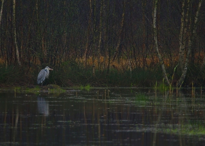 <i class='fa fa-user'></i>&nbsp;kruisje2000&nbsp;|   Blauwe Reiger&nbsp; <i class='fa fa-eye'>&nbsp;408</i> &nbsp;<i class='fa fa-thumbs-up'>&nbsp;8</i> &nbsp; <i class='fa fa-comment-o'>&nbsp;15</i>