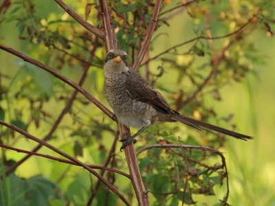 <i class='fa fa-user'></i>&nbsp;honderwa&nbsp;|   Geelsnavelklauwier&nbsp; <i class='fa fa-eye'>&nbsp;288</i> &nbsp;<i class='fa fa-thumbs-up'>&nbsp;1</i> &nbsp; <i class='fa fa-comment-o'>&nbsp;6</i>