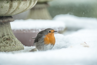 <i class='fa fa-user'></i>&nbsp;christina&nbsp;|   Roodborst&nbsp; <i class='fa fa-eye'>&nbsp;340</i> &nbsp; <i class='fa fa-comment-o'>&nbsp;7</i>