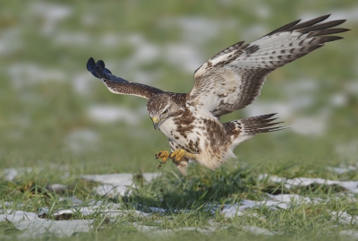 <i class='fa fa-user'></i>&nbsp;Gejo Wassink&nbsp;|   Buizerd&nbsp; <i class='fa fa-eye'>&nbsp;517</i> &nbsp;<i class='fa fa-thumbs-up'>&nbsp;3</i> &nbsp; <i class='fa fa-comment-o'>&nbsp;19</i>