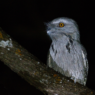 <i class='fa fa-user'></i>&nbsp;Kees de Jager&nbsp;|   Uilnachtzwaluw&nbsp; <i class='fa fa-eye'>&nbsp;310</i> &nbsp; <i class='fa fa-comment-o'>&nbsp;2</i>