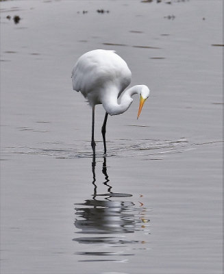 Vanuit vogelhut rustige kijk op gebied 'de Luijsen".
De draai van de nek valt direct op, alsof de zilverreiger zich verbaast afvroeg waar de rimpels vandaan komen.