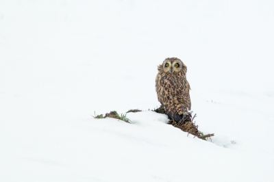 <i class='fa fa-user'></i>&nbsp;Rijn B�cude&nbsp;|   Velduil&nbsp; <i class='fa fa-eye'>&nbsp;673</i> &nbsp;<i class='fa fa-thumbs-up'>&nbsp;14</i> &nbsp; <i class='fa fa-comment-o'>&nbsp;18</i>