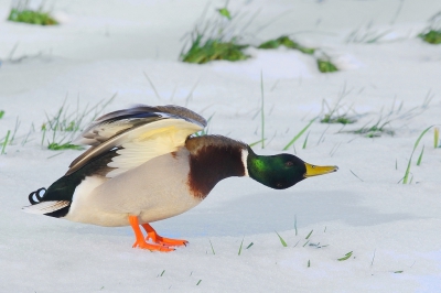 <i class='fa fa-user'></i>&nbsp;Rob Belterman&nbsp;|   Wilde Eend&nbsp; <i class='fa fa-eye'>&nbsp;320</i> &nbsp;<i class='fa fa-thumbs-up'>&nbsp;10</i> &nbsp; <i class='fa fa-comment-o'>&nbsp;19</i>