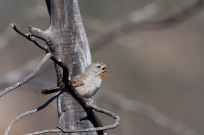 <i class='fa fa-user'></i>&nbsp;Kees de Jager&nbsp;|   Roodkeelstruiksluiper&nbsp; <i class='fa fa-eye'>&nbsp;191</i> &nbsp; <i class='fa fa-comment-o'>&nbsp;2</i>