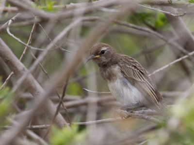 <i class='fa fa-user'></i>&nbsp;Paul van Giersbergen&nbsp;|   Rouwhoningeter&nbsp; <i class='fa fa-eye'>&nbsp;234</i> &nbsp; <i class='fa fa-comment-o'>&nbsp;1</i>